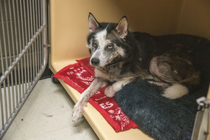 Yukon sent home from the SPCA of Niagara